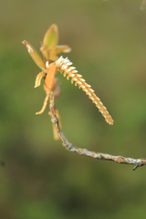 Campylocentrum micranthum