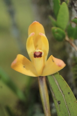 Maxillaria porrecta