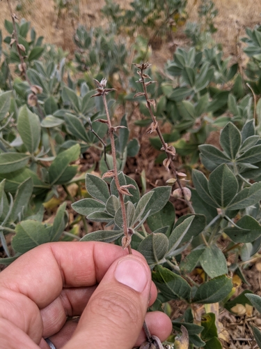 iNaturalist observation photo of California goldenbanner