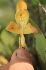 Maxillaria porrecta