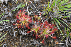 Drosera neocaledonica