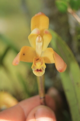 Maxillaria porrecta