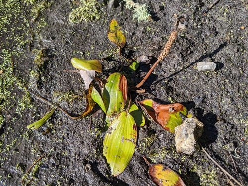 iNaturalist observation photo of Pondweeds