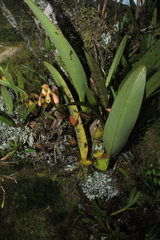 Maxillaria porrecta