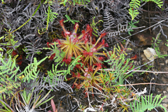 Drosera neocaledonica