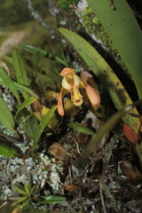 Maxillaria porrecta