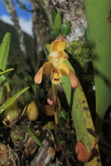 Maxillaria porrecta