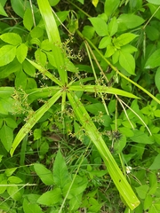 Cyperus diffusus
