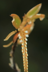 Campylocentrum micranthum