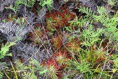 Drosera neocaledonica