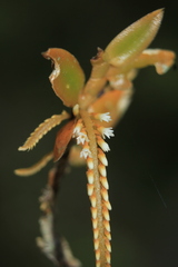 Campylocentrum micranthum