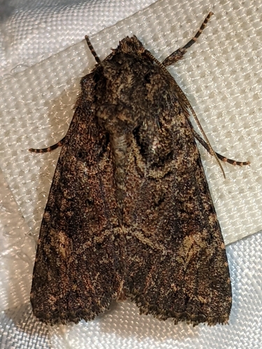 iNaturalist observation photo of Cutworm Moths and Allies