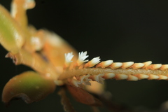 Campylocentrum micranthum