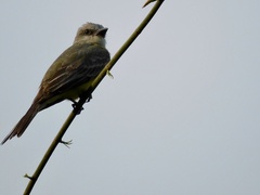 Tyrannus melancholicus