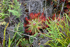 Drosera neocaledonica