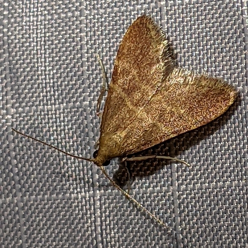 iNaturalist observation photo of Arta epicoenalis