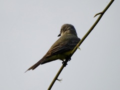 Tyrannus melancholicus