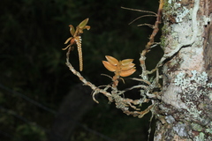 Campylocentrum micranthum