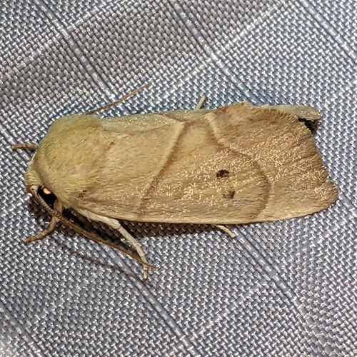 iNaturalist observation photo of American Dun-bar Moth