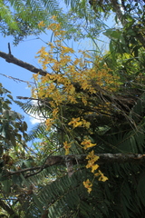 Oncidium baueri