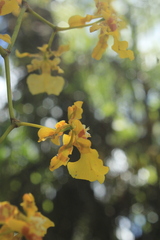 Oncidium baueri