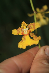 Oncidium baueri