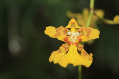 Oncidium baueri