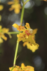Oncidium baueri