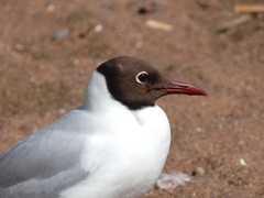 Chroicocephalus ridibundus
