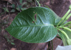Echites yucatanensis