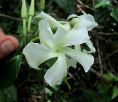 Echites yucatanensis