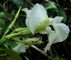 Echites yucatanensis