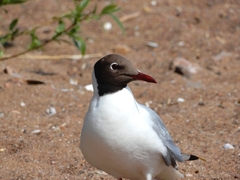 Chroicocephalus ridibundus
