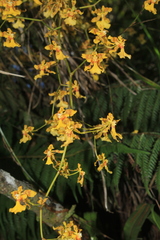 Oncidium baueri