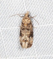 Lobesia xylistis