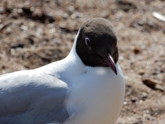 Chroicocephalus ridibundus