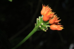 Gurania lobata
