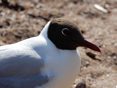 Chroicocephalus ridibundus