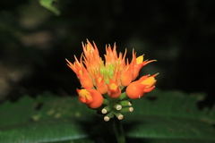 Gurania lobata