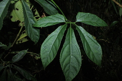 Gurania lobata