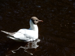 Chroicocephalus ridibundus