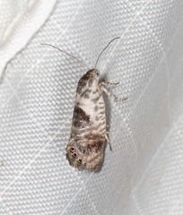 Eupselia carpocapsella