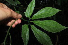 Gurania lobata