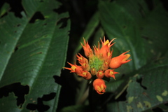 Gurania lobata