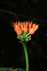 Gurania lobata