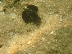 Prionotus
