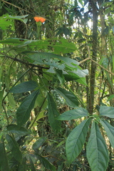 Gurania lobata