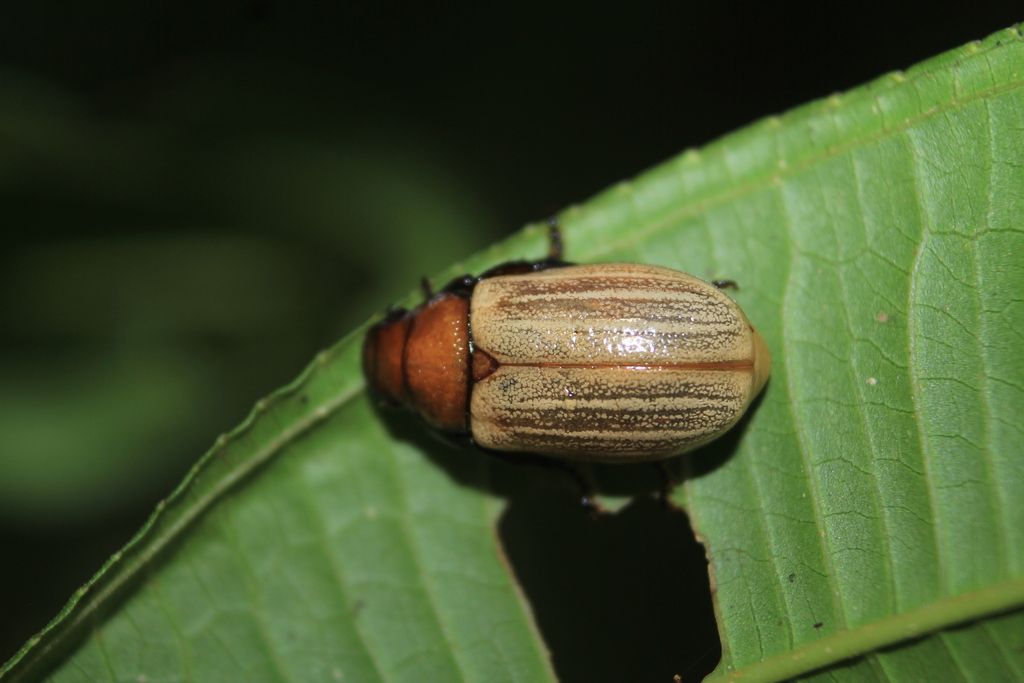 Bolax castaneicollis