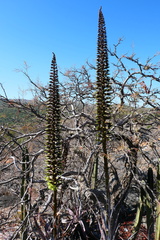 Encholirium