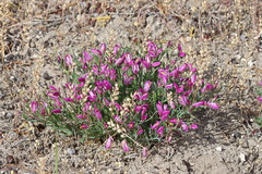 Rhinotropis subspinosa